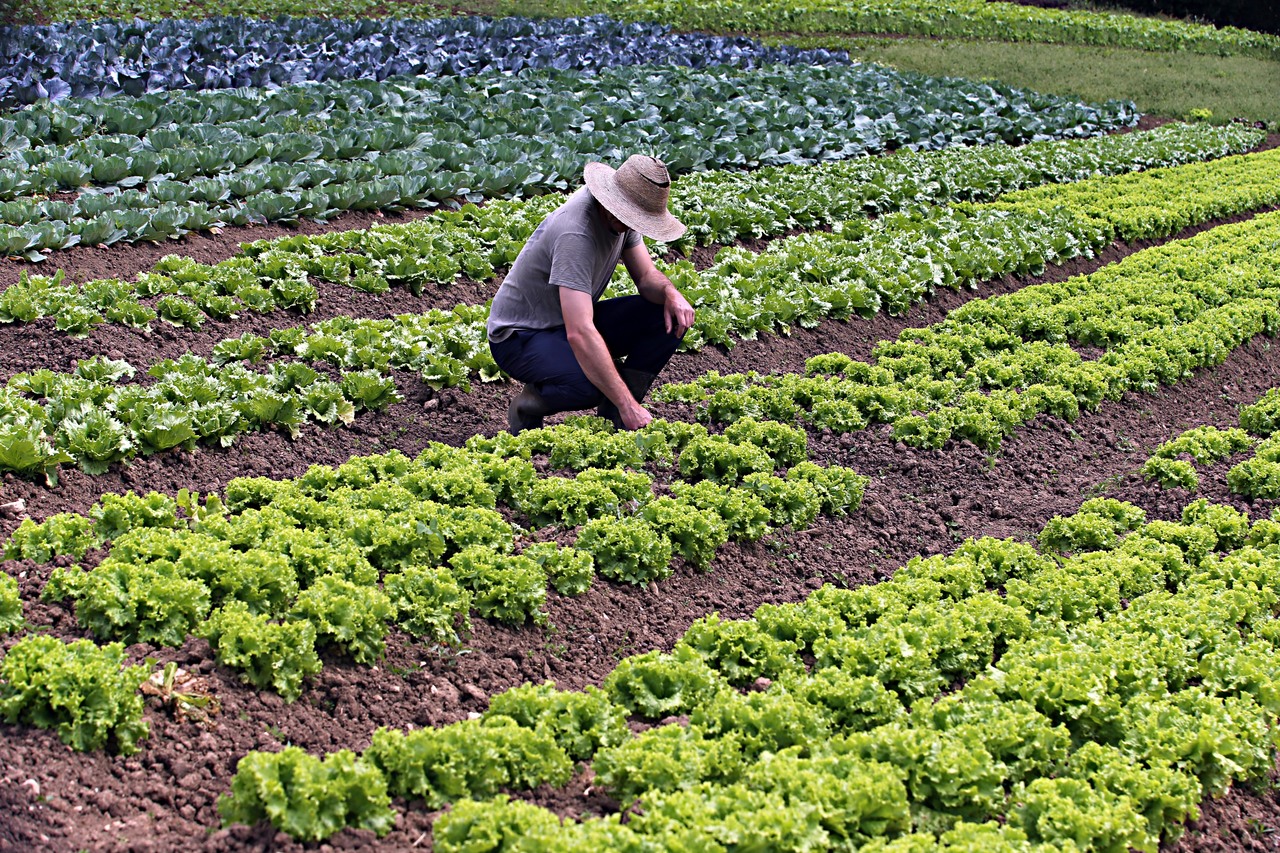 Produtor de hortaliças orgânicas na região de Curitiba.