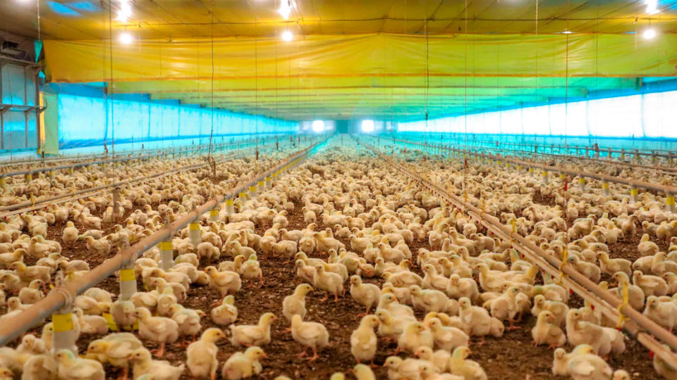 Nunca houve registros de influenza aviária no Brasil, reforçou a Agência de Defesa Agropecuária do Paraná (Adapar).