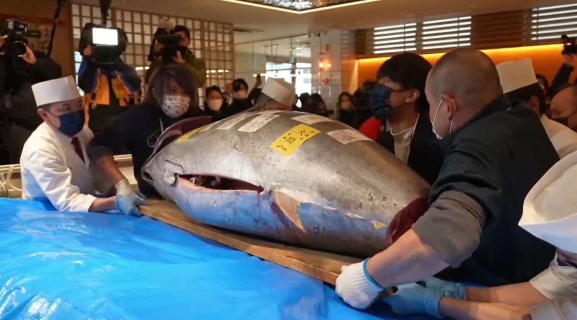 Atum azul vendido no mercado de peixe de Tóquio em janeiro de 2023.