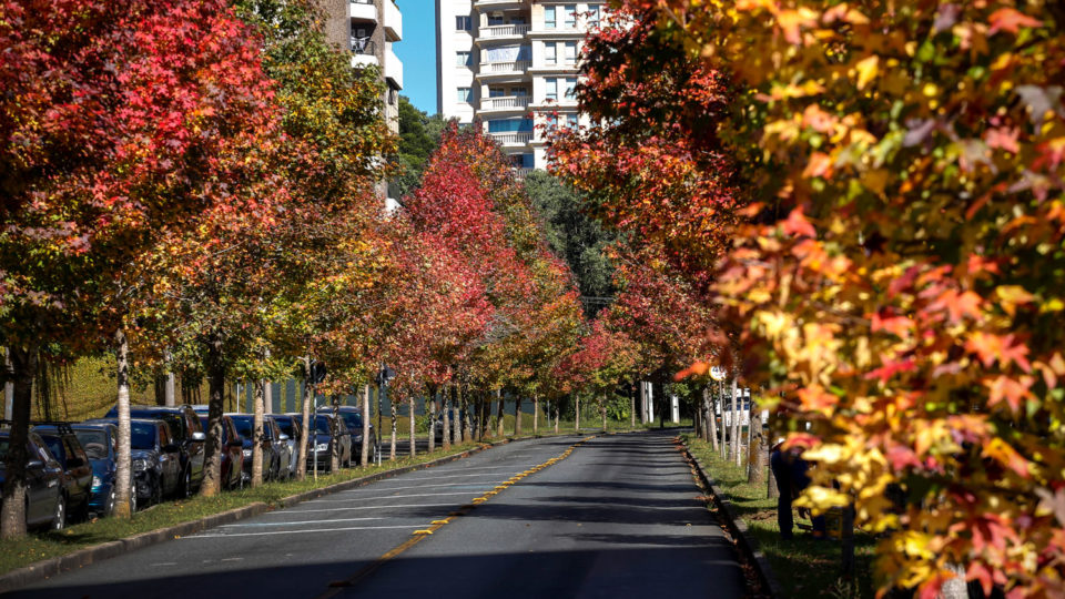 As folhas dos liquidâmbares, que estão sendo plantados em Curitiba, adquirem coloração âmbar durante o outono.