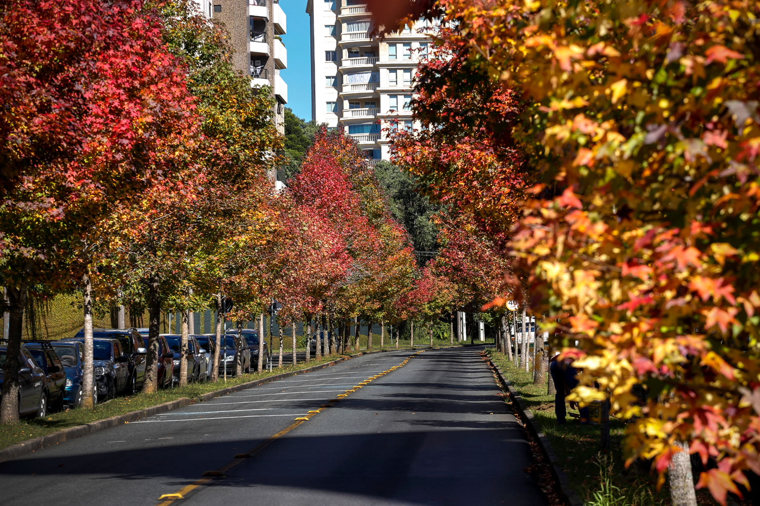 As folhas dos liquidâmbares, que estão sendo plantados em Curitiba, adquirem coloração âmbar durante o outono.