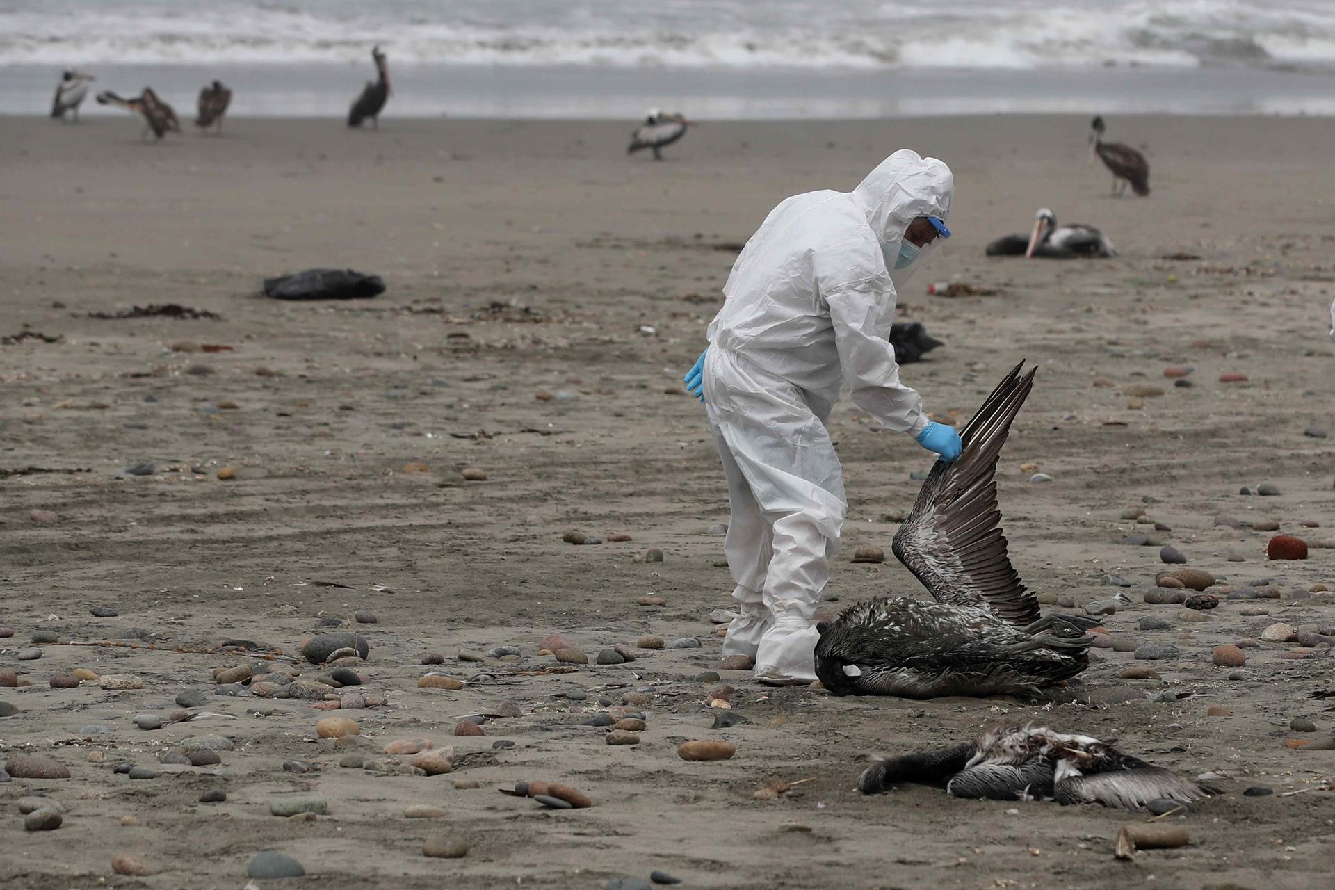 Funcionário de saúde recolhe pelicanos mortos da praia de San Pedro, ao sul de Lima, no Peru, possíveis vítimas da gripe aviária H5N1 em dezembro de 2022.