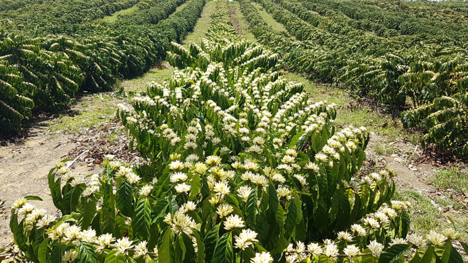 Plantação de café da Fazenda Venturim