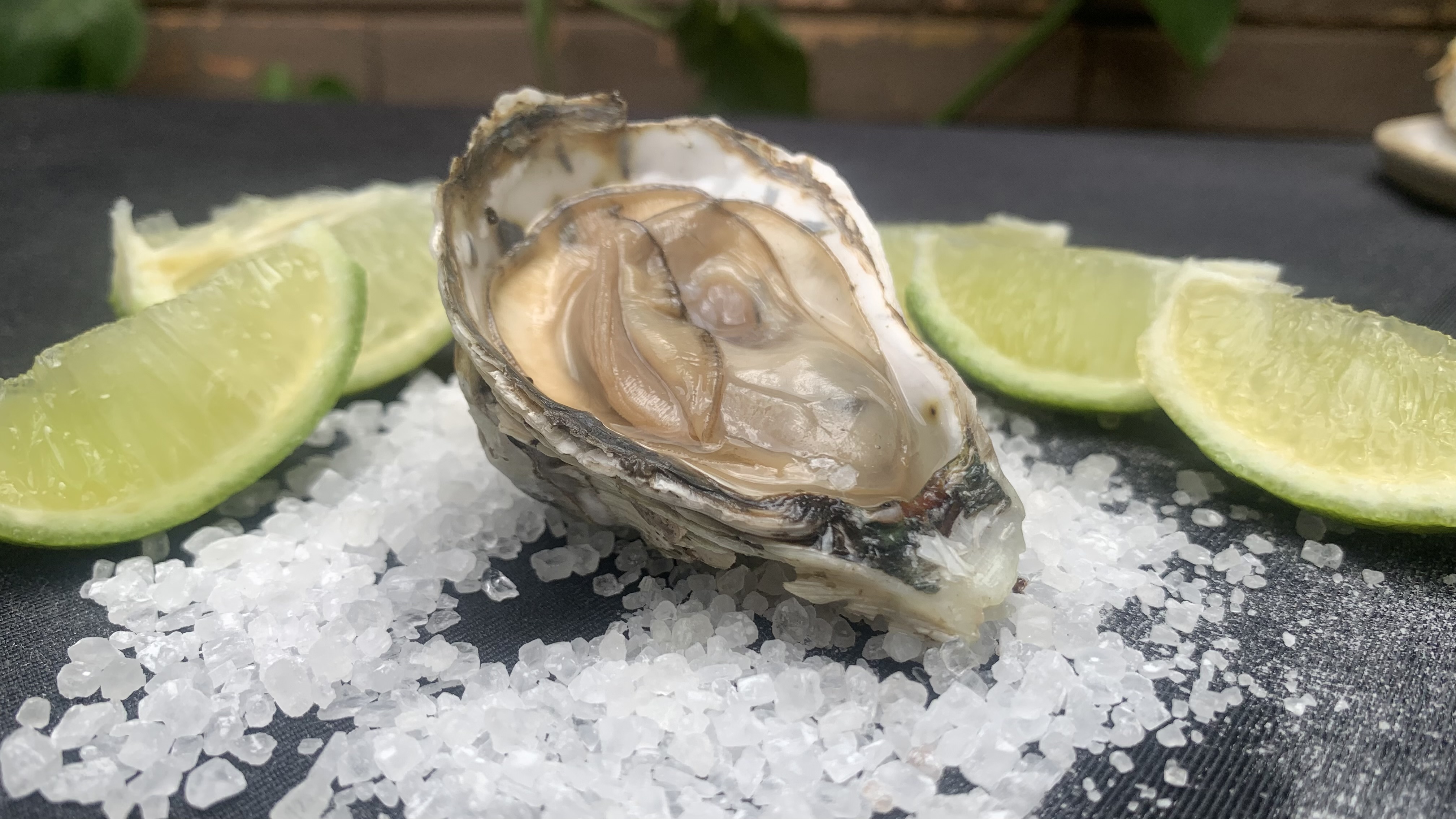 Ostra in natura, um dos tipos que será servido pelo Anarco Restaurante durante seu Festival de Ostra.