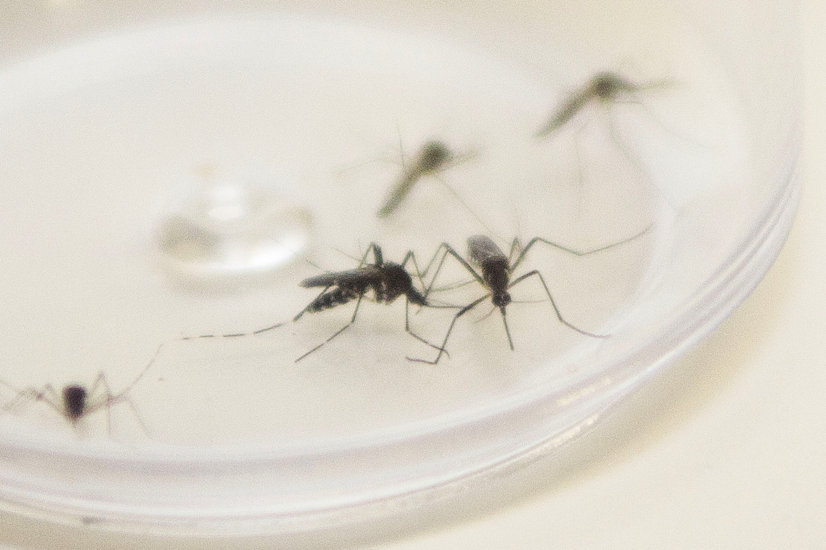 Mosquito Aedes aegypti é o causador de chikungunya, dengue e zika
