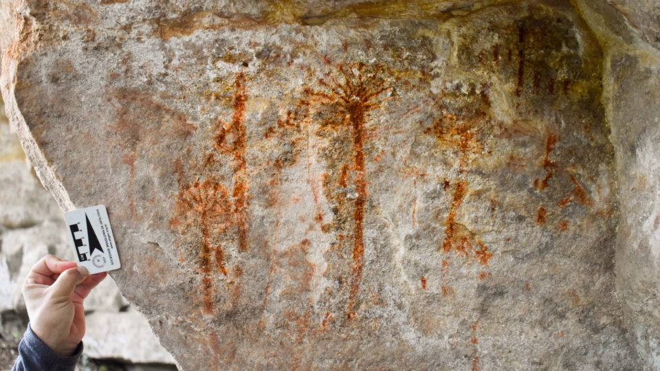 Pintura rupestre de araucárias foi descoberta dentro de uma caverna.