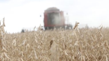 Produtores dependem da colheita da soja para cultivar o milho safrinha