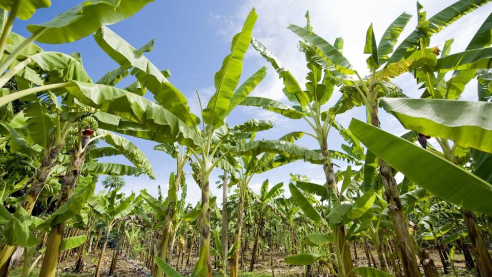 Bananeira