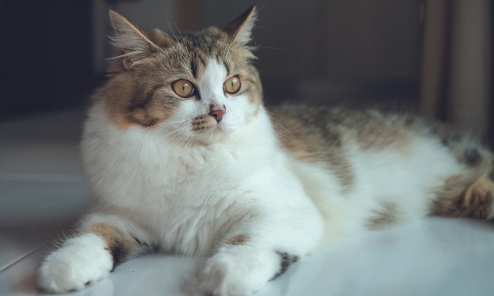 Em gatos, os sinais de dor podem passar despercebidos pelos tutores.