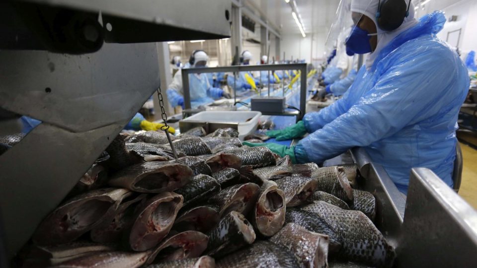 Produção de peixe