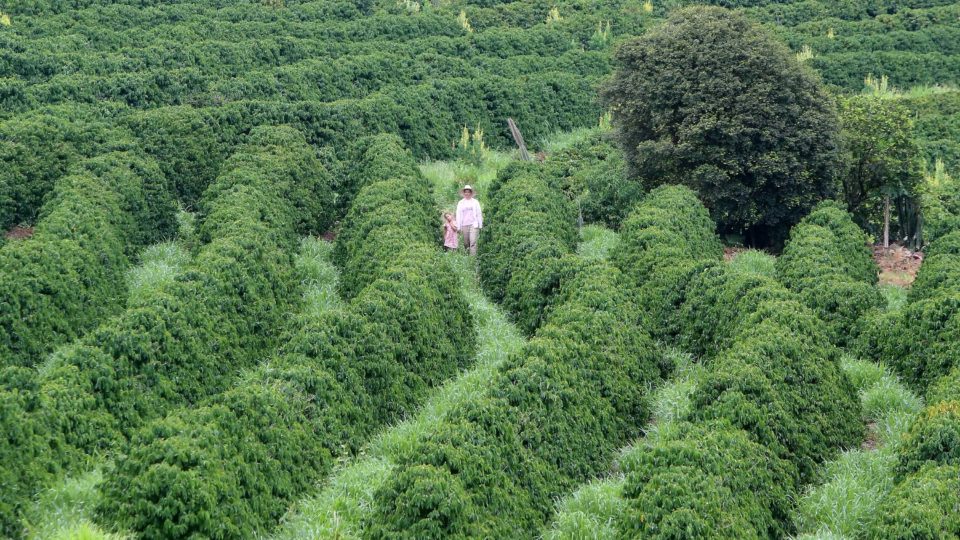 Plantação de café no Vale do Ivaí, Paraná