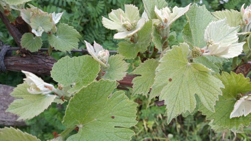 Plantação de orgânicos