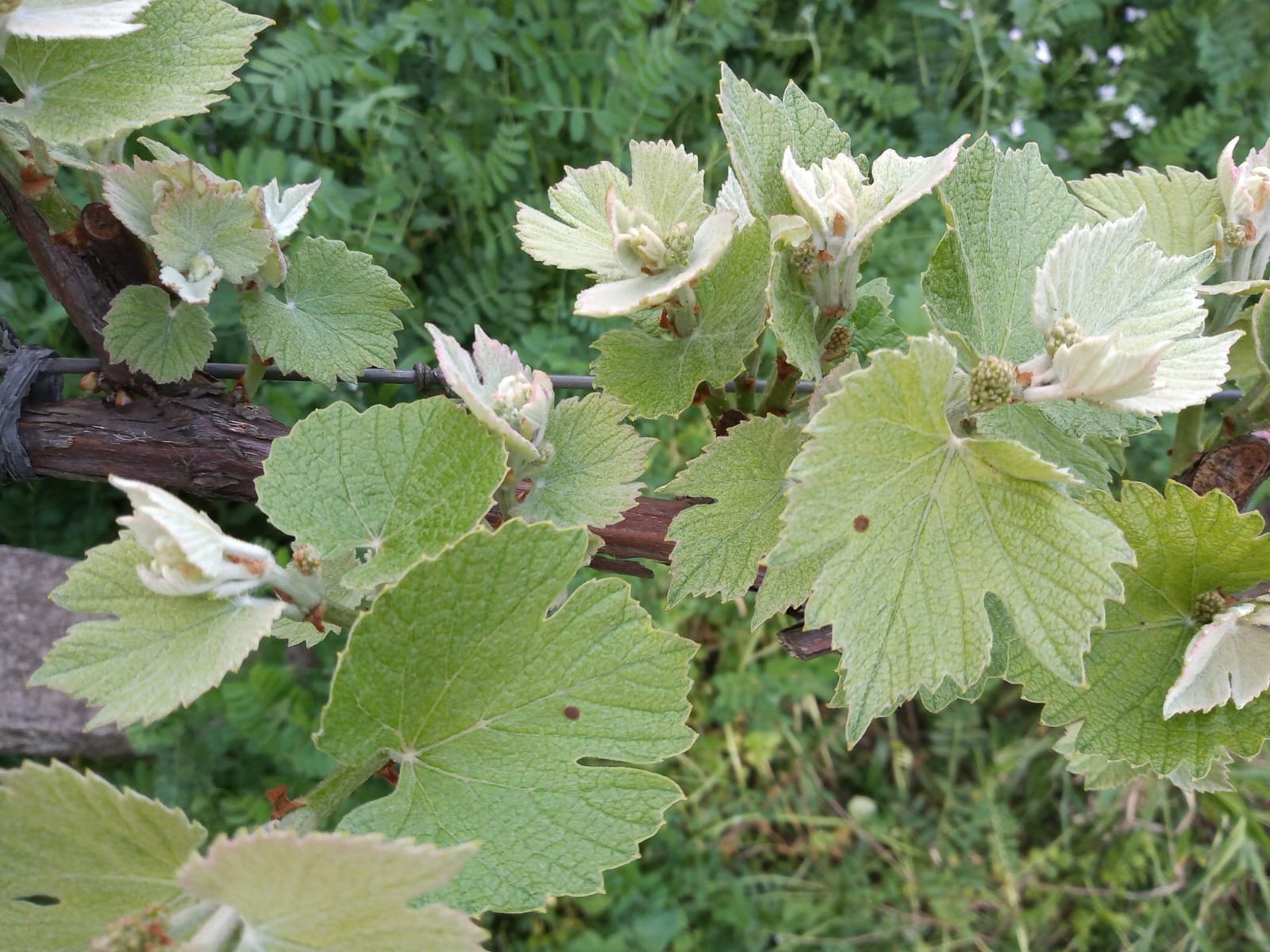 Plantação de orgânicos