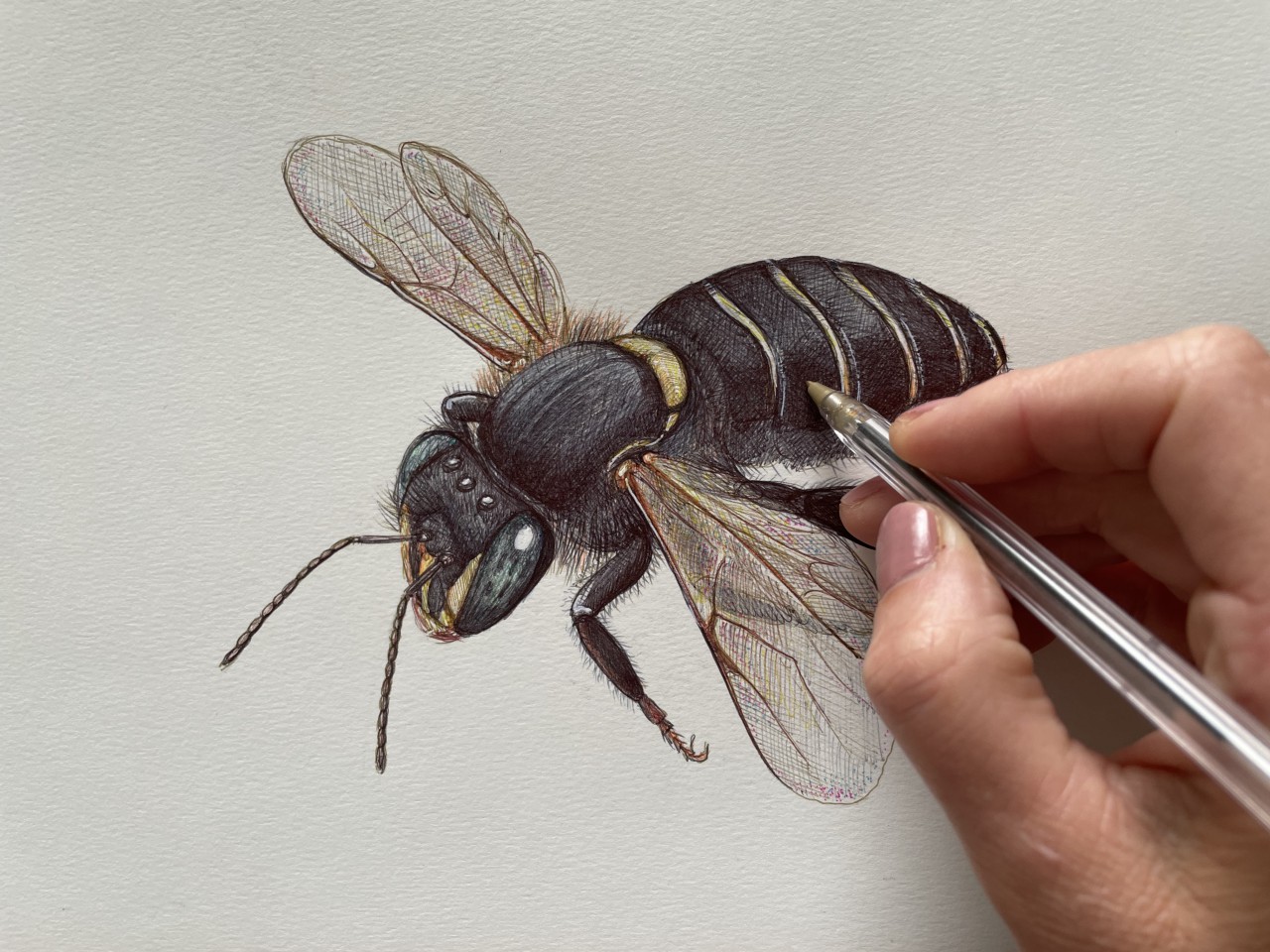 A artista Birgitte Tümmler retrata as abelhas nativas da Mata Atlântica usando caneta esfereográfica