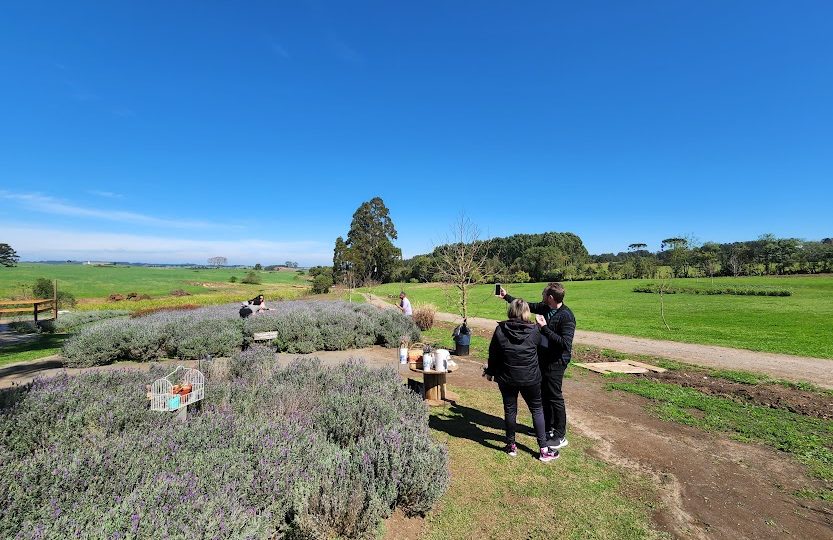 Turismo rural: lavandário é uma das experiências bem sucedidas no Paraná