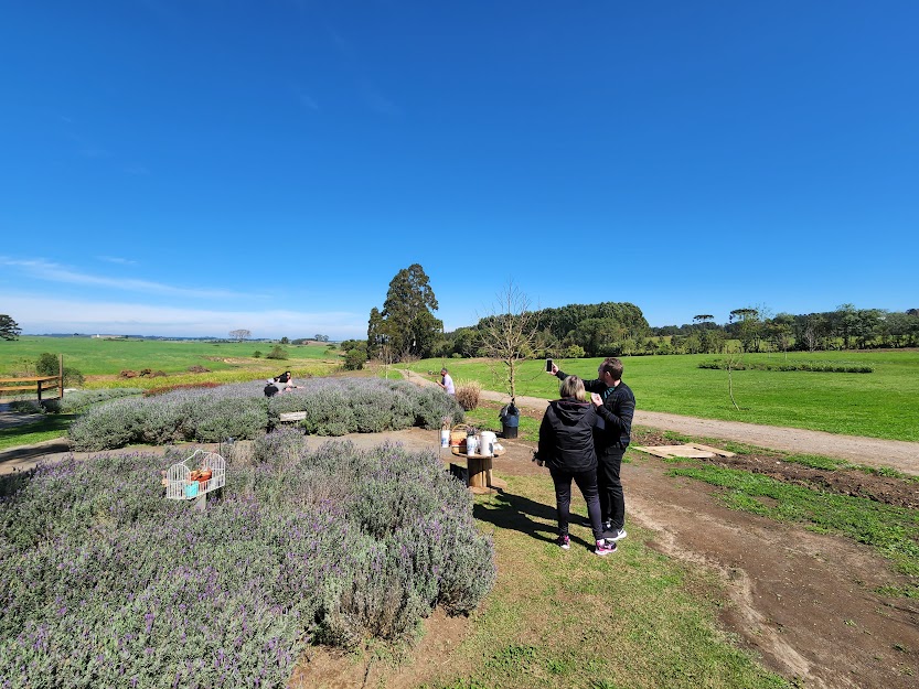 Lavandário localizado em Witmarsum atrai quem busca experiências ao ar livre, uma das marcas do turismo rural