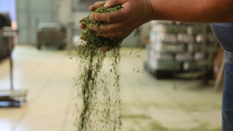 Erva-mate-paraná