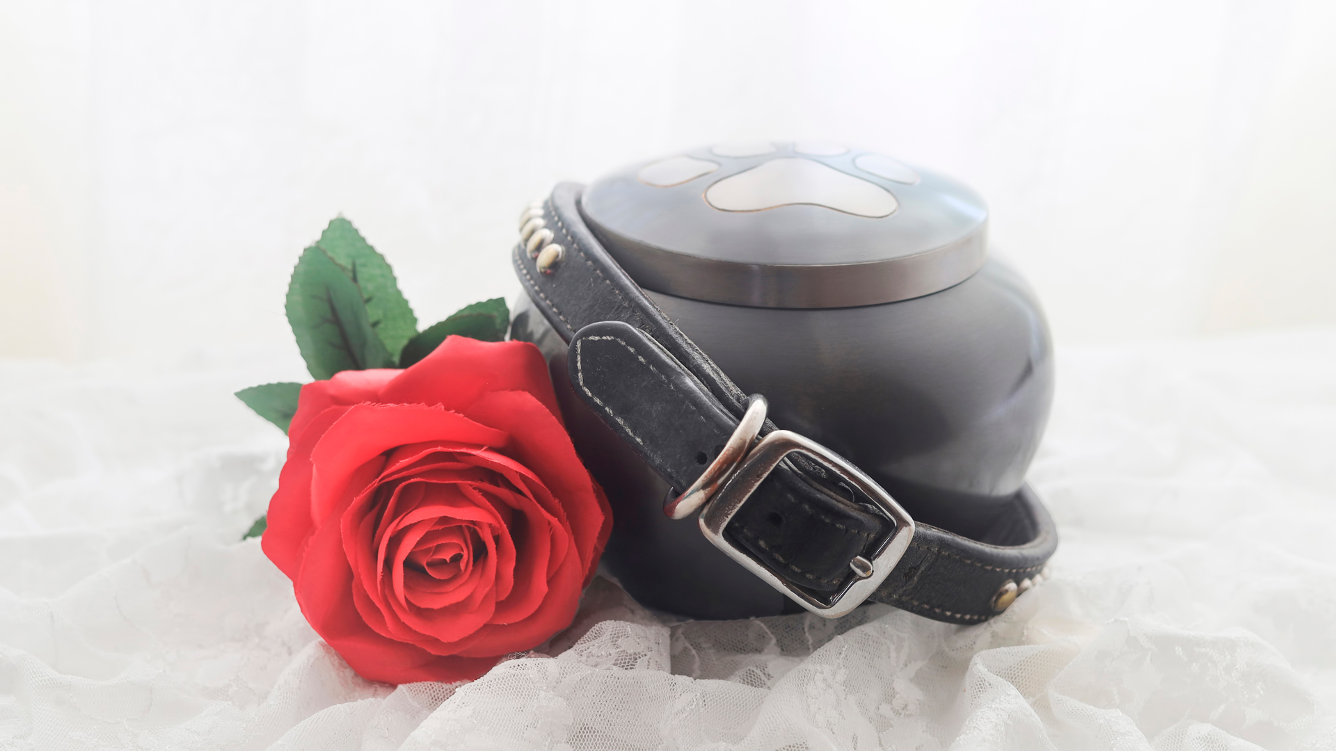 O luto por um animal deve ser tratado com respeito e a maneira que é feita a despedida faz toda a diferença