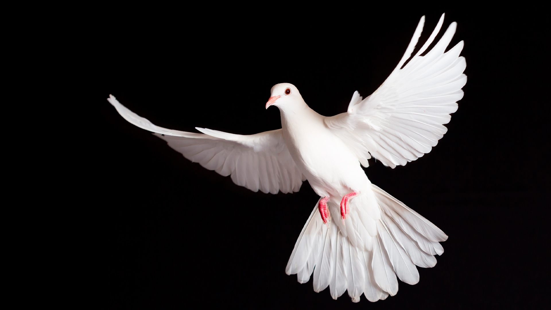 A pomba branca em cerimônias de despedidas simboliza paz, pureza, amor e esperança