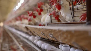 Gripe aviária: medidas são tomadas em estado que é grande produtos e exportador