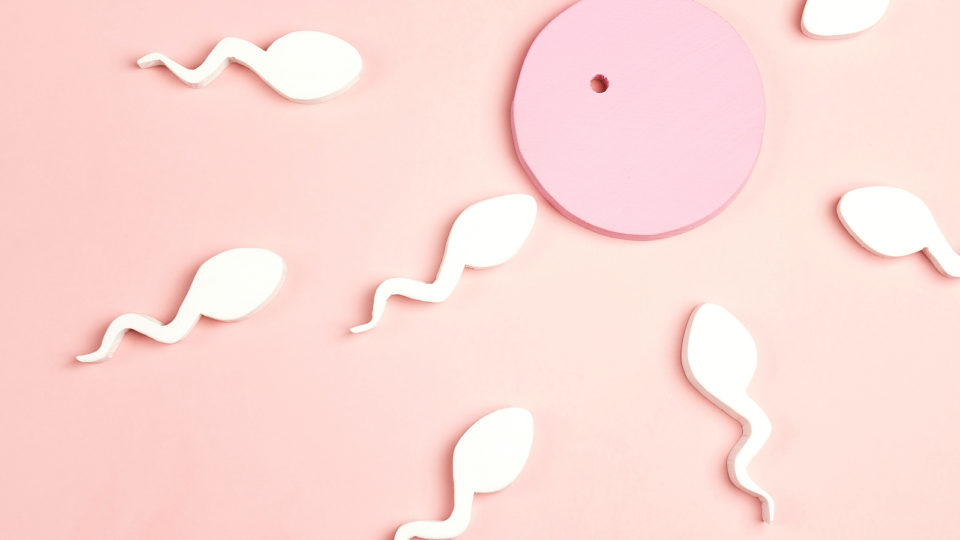 Muitos filhos concebidos por técnicas de reprodução assistida são agora adultos que reconhecem em seus pais biológicos a peça perdida que precisam para compreender sua identidade