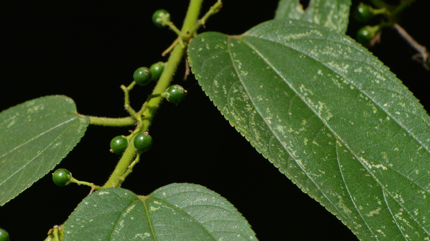 Grandiúva (Trema micrantha), arbusto ou árvore de pequeno porte que ocorre no Brasil, teria canabidiol.