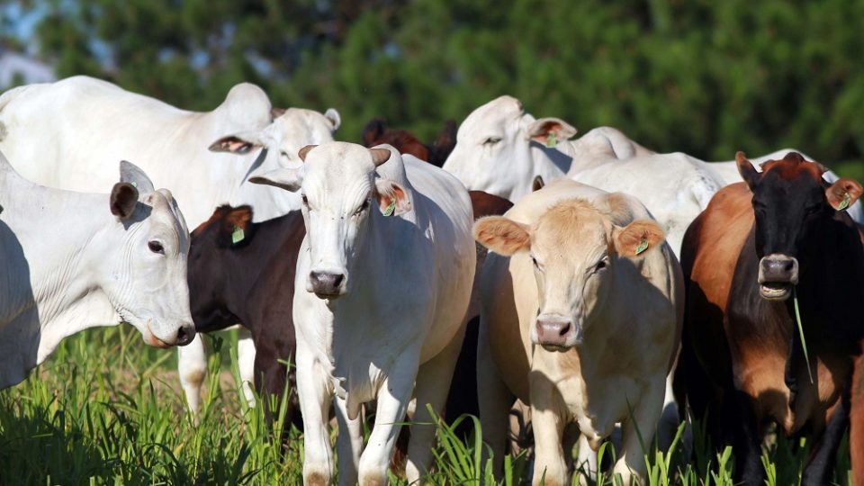 Fazendas paranaenses têm utilizado tecnologia de ultrassonografia de carcaça na produção de carne bovina.