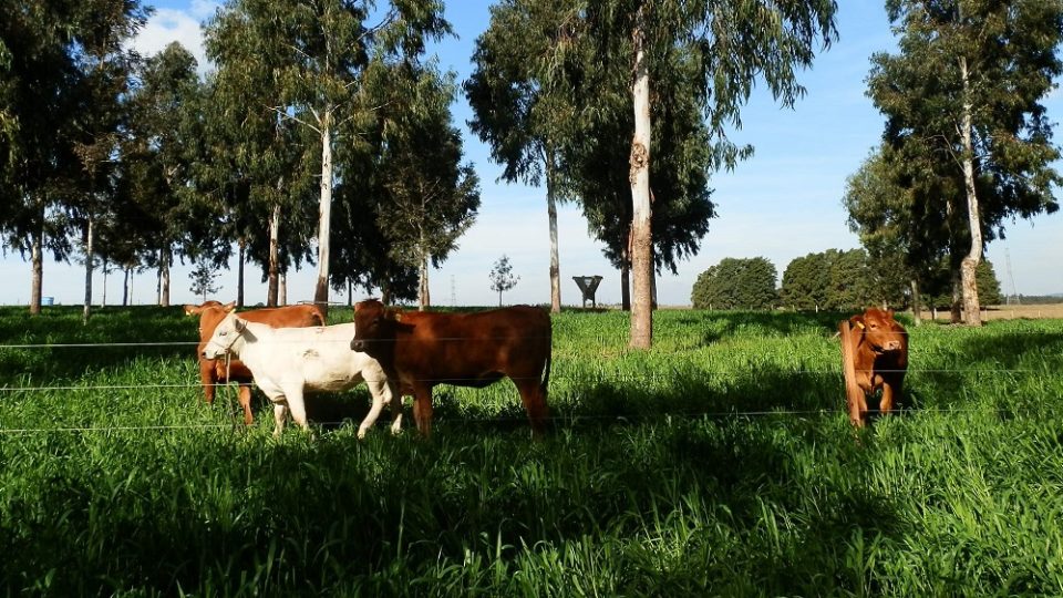 A tecnologia permite avaliar a qualidade da carne bovina e momento certo do abate.