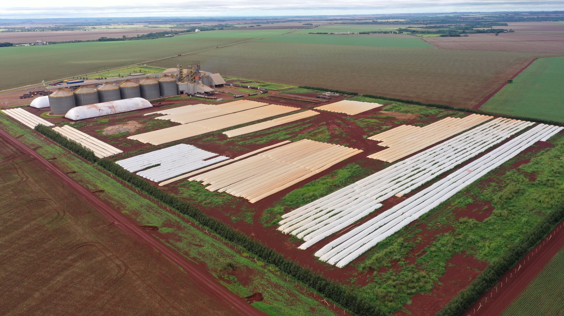 Maior cooperativa de grãos da América Latina destinou 90 hectares para silos bolsa