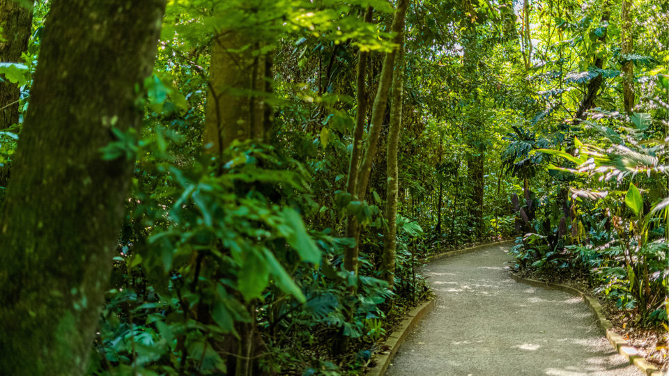As trilhas ecológicas em áreas de preservação são diferenciais que um eco resort como o Bourbon Cataratas do Iguaçu Thermas oferece