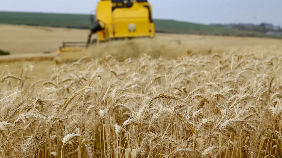 Paraná vai colher a maior safra de trigo da história e projeta avanço produtivo para 2024.