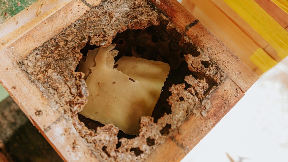 Morretes desenvolve projeto de meliponicultura
