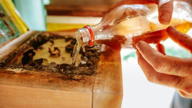 Produção de mel em Morretes busca incrementar a renda de produtores rurais.