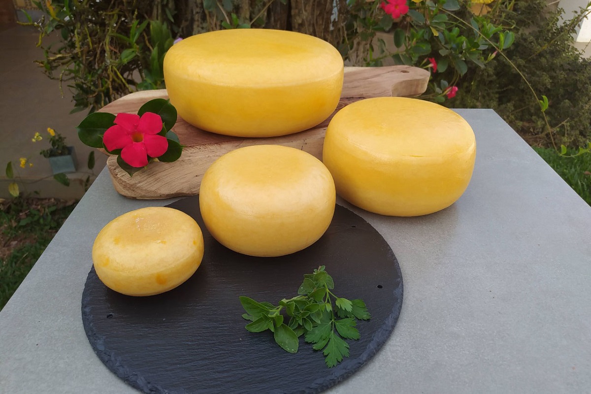 Paraná tem uma produção diária de 12 milhões de litros de leite, dos quais 5 milhões são destinados à fabricação de queijos.