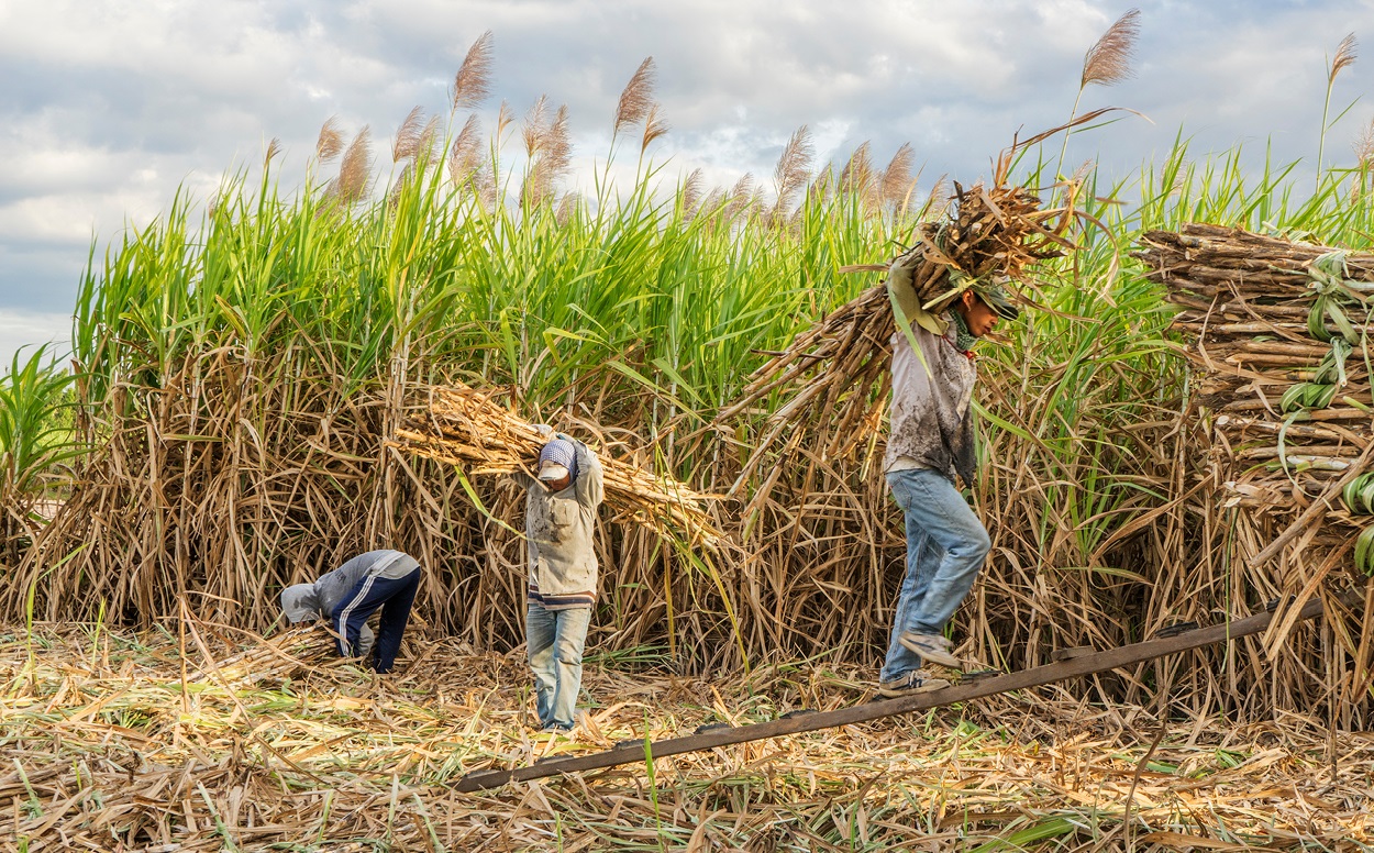 Cana-de-açúcar: Faesp defende que medidas precisam ser tomadas com urgência para proteção do cultivo nos próximos anos.