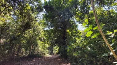 ICMS Ecológico: repasse alcançou R$ 8 bi para os municípios do Paraná