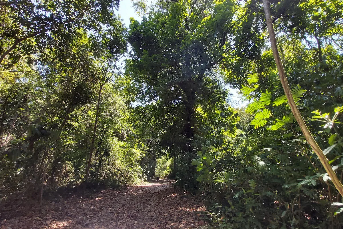 ICMS Ecológico: repasse alcançou R$ 8 bi para os municípios do Paraná