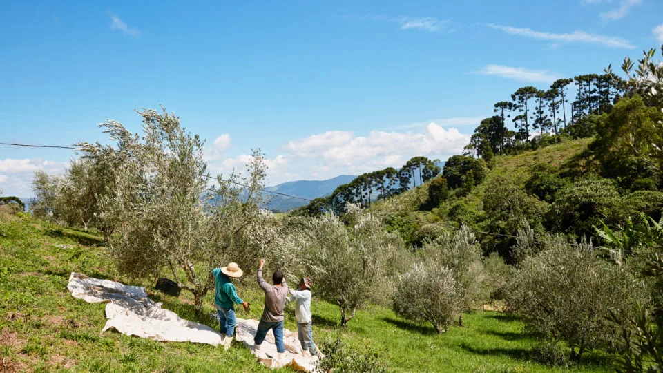 Colheita de azeitonas em olival na Serra da Mantiqueira