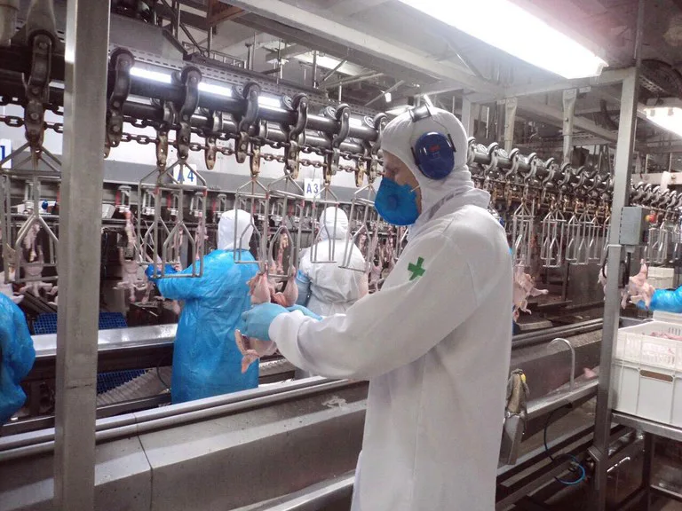 Inspeção federal deficitária pode travar produção do agro brasileiro