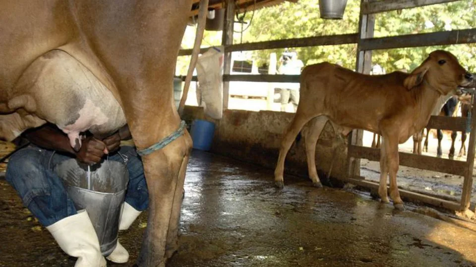 Paraná é o 2º maior produtor de leite do país