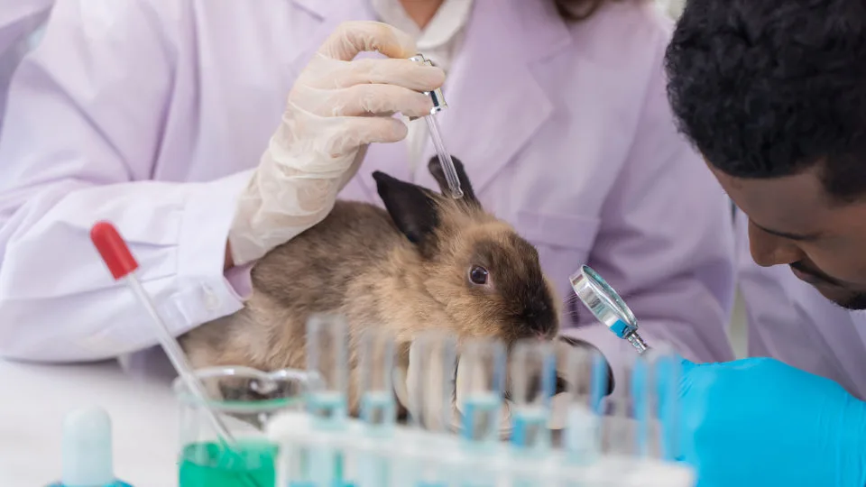 Dezenas de outros laboratórios chineses que conduzem testes em animais ainda são elegíveis para receber dólares de impostos dos EUA