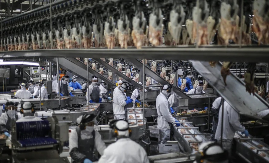 O Brasil se tornou o primeiro país a ter o direito de exportar carne de frango para Israel e as razões vão das condições sanitárias a aspectos religiosos.