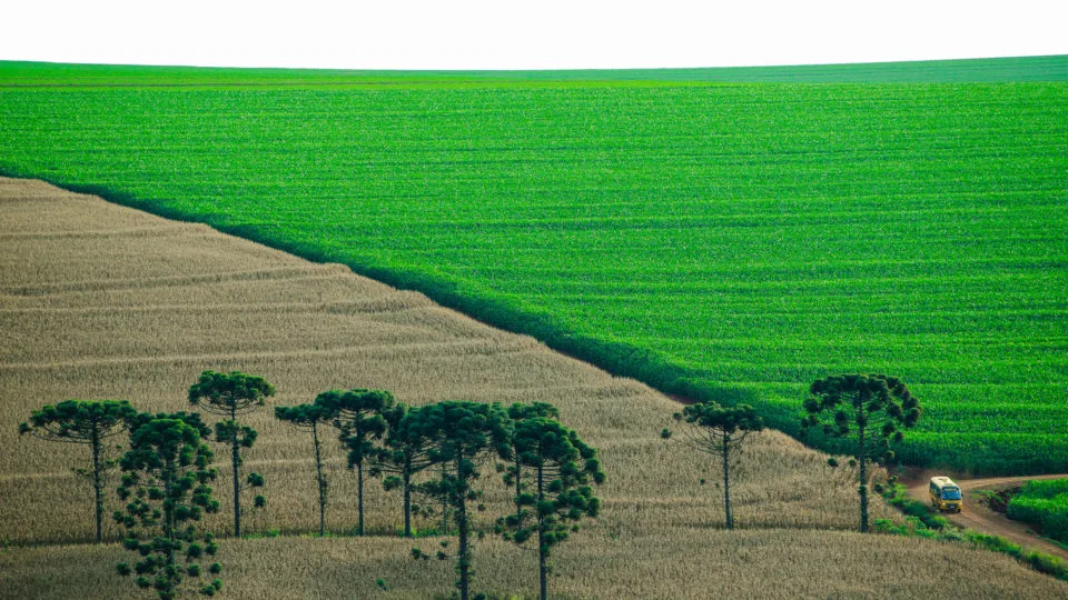 Lavoura no município de Cascavel, no Paraná