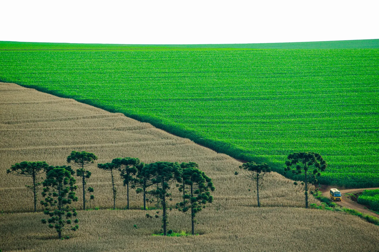 Lavoura no município de Cascavel, no Paraná