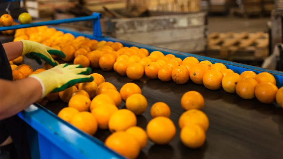 Sem sucesso na Justiça brasileira, produtores recorrem à corte inglesa para reverter perdas provocadas pelo Cartel da Laranja.