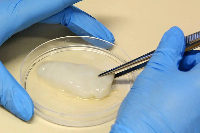 Frango de laboratório da Embrapa