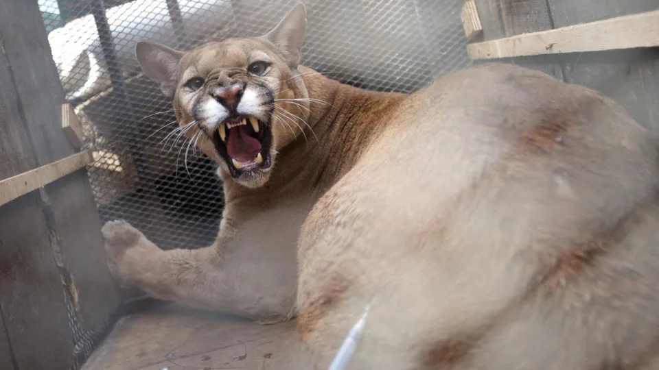Onça parda, puma, suçuarana