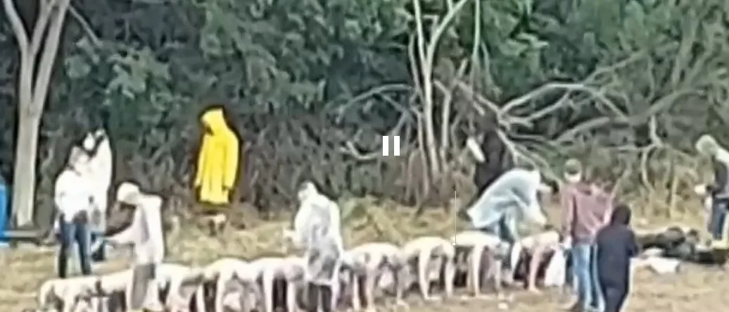 Trote na UFPR: grupo aparece de joelhos e com mãos apoiadas ao chão enquanto estudantes passam produtos nas costas deles.