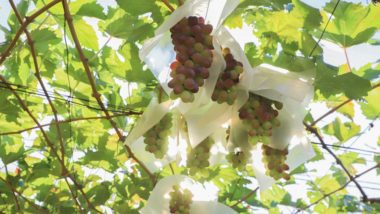 O Paraná produz quase 55 mil toneladas de uva ao ano.