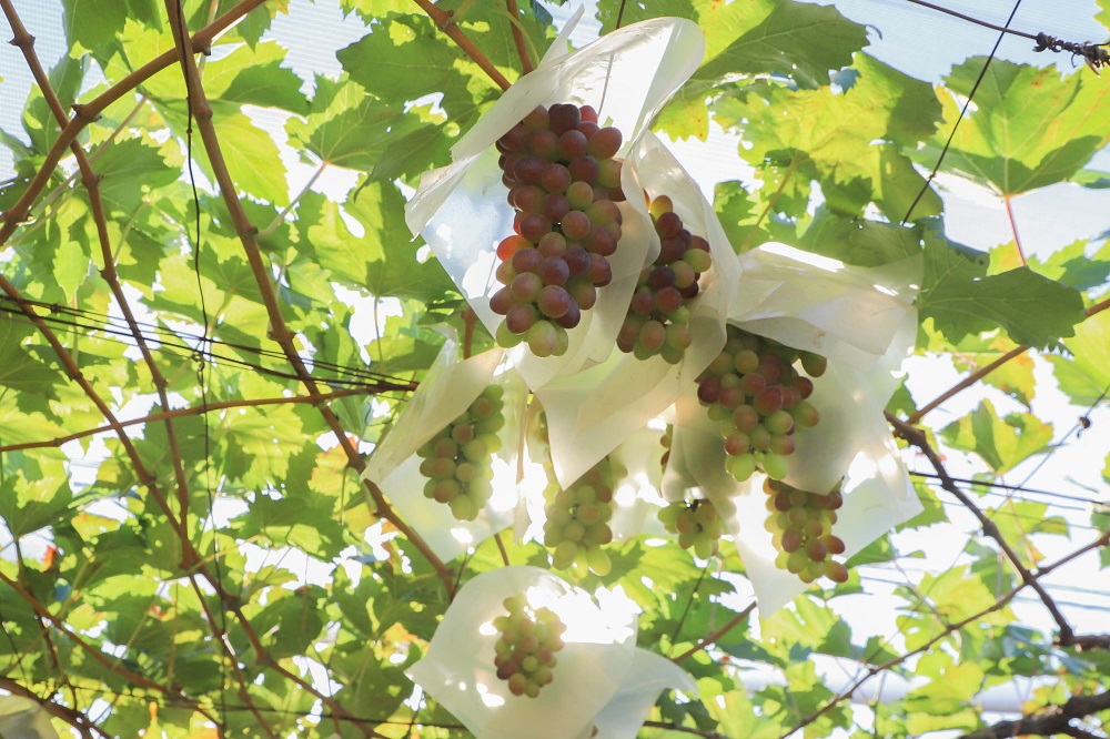O Paraná produz quase 55 mil toneladas de uva ao ano.